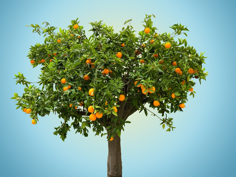 Hành trình của cây cam: Từ cây dại đến cây trồng