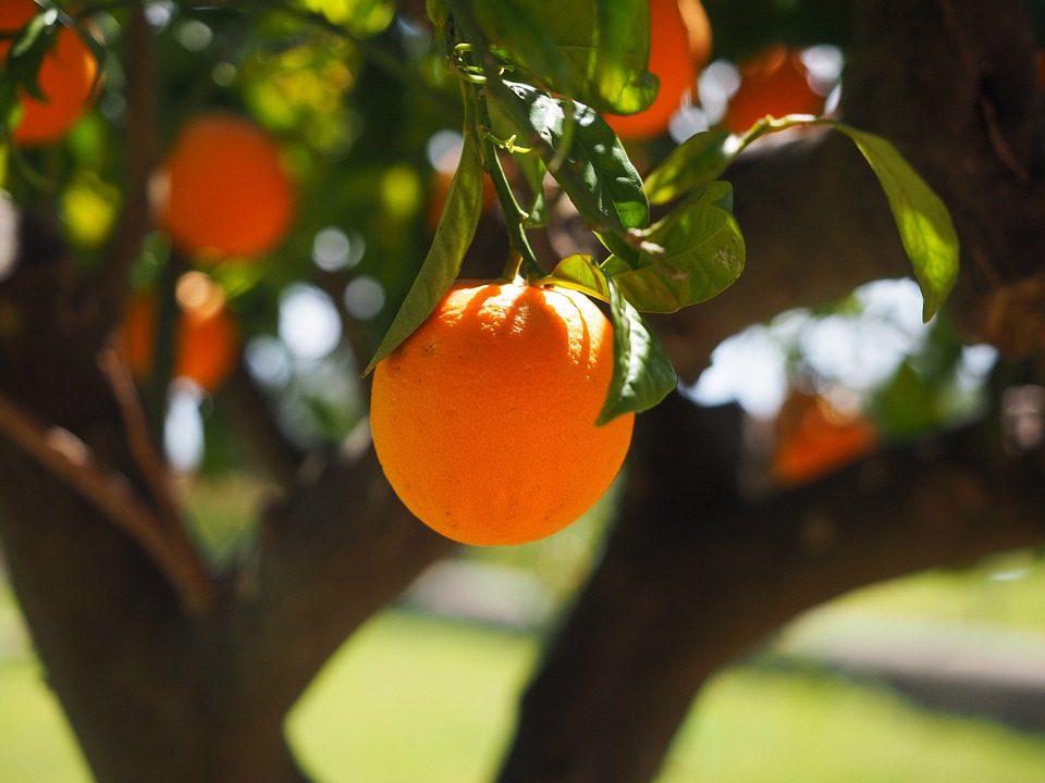 Nguồn gốc của cây cam: Truy tìm lịch sử của Citrus sinensis