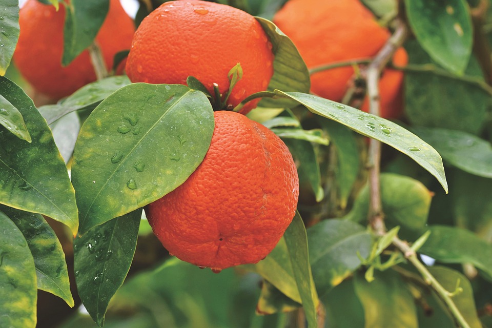 Citrus sinensis: Lịch sử và sự tiến hóa của một loại cây ăn quả được yêu thích