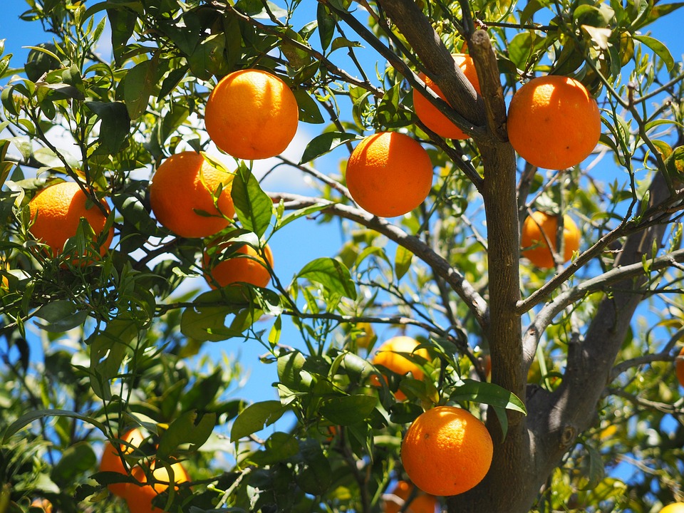 Khám phá rễ cây cam: Một góc nhìn lịch sử
