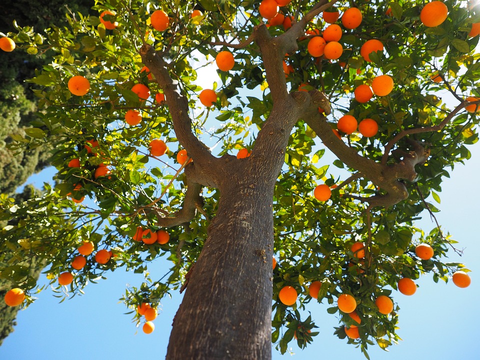 Con đường lai tạo: Cây cam đã được biến đổi gen theo thời gian như thế nào