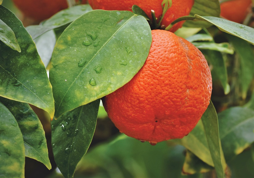 Tác động môi trường của việc trồng cây cam: Những thách thức và giải pháp bền vững