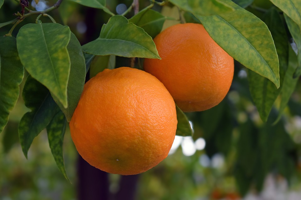 Tác động sinh thái của việc trồng cây cam: Cân bằng giữa bảo tồn và nông nghiệp