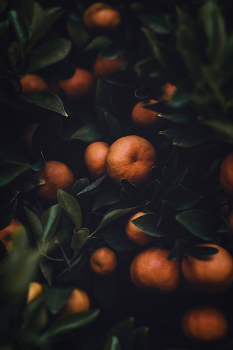 Tóm tắt lịch sử của cây cam và quả sung mãn của nó